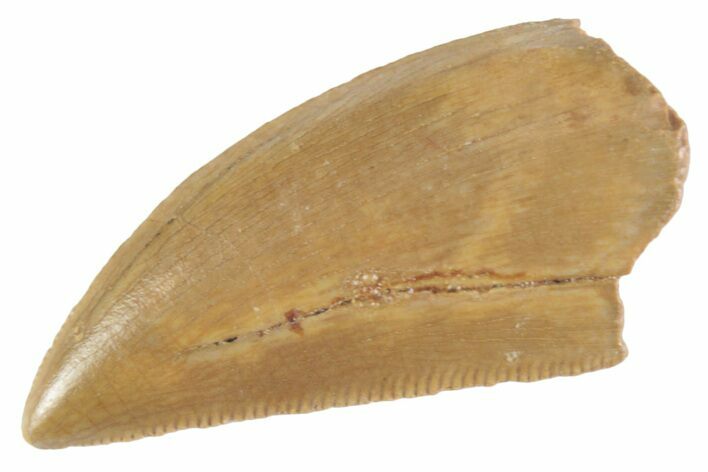 Serrated Raptor Tooth - Real Dinosaur Tooth #370398